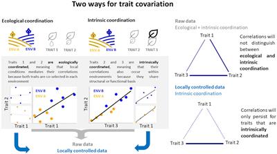 Intraspecific Variation on Palm Leaf Traits of Co-occurring Species—Does Local Hydrology Play a Role?